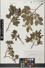 Foto von Salix glabra Scop.